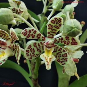 Trichoglottis guibertii