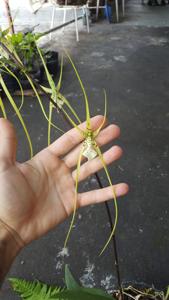 Brassia verrucosa