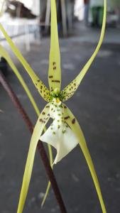 Brassia verrucosa