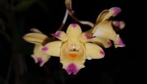 Dendrobium sanguinolentum