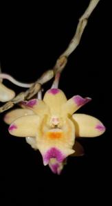 Dendrobium sanguinolentum