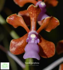 Vanda perplexa