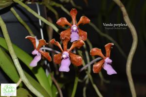 Vanda perplexa