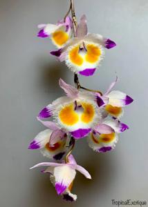 Dendrobium devonianum