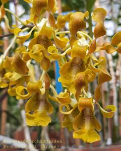 Dendrobium odoardi