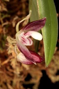 Stelis carnosilabia