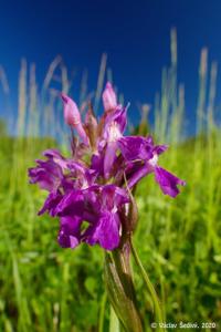 Dactylorhiza traunsteineri subsp. turfosa