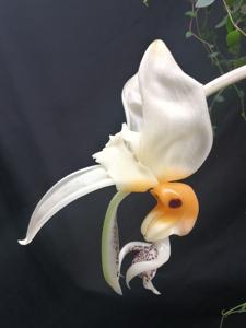 Stanhopea embreei