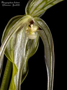 Phragmipedium lindenii
