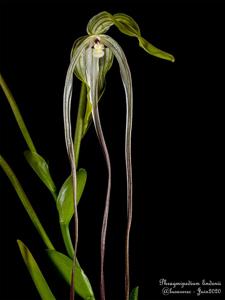 Phragmipedium lindenii