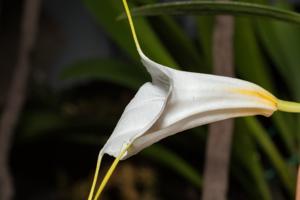 Masdevallia datura