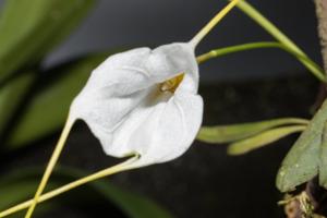 Masdevallia datura