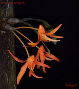 Dendrobium lamyaiae