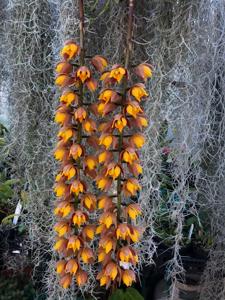 Lueddemannia pescatorei