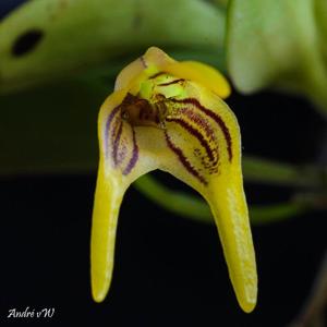 Masdevallia garciae