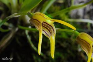 Masdevallia garciae