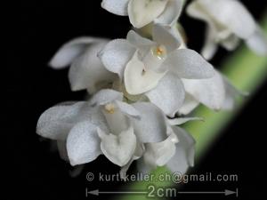 Bryobium hyacinthoides