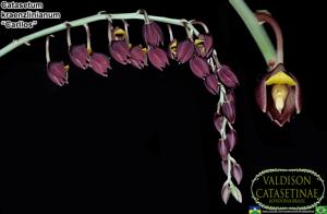 Catasetum kraenzlinianum