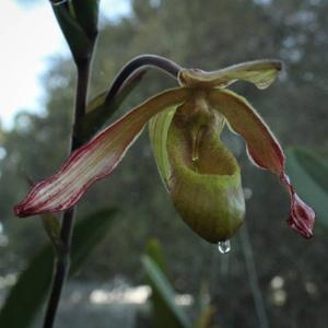 Phragmipedium sargentianum