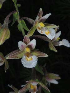 Epipactis palustris