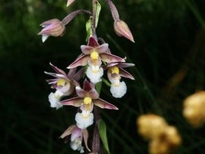 Epipactis palustris