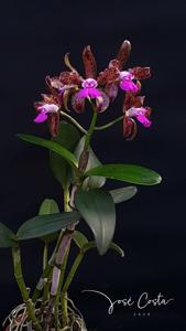 Cattleya tigrina