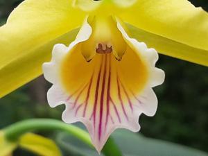 Cattleya xanthina