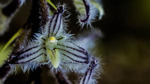 Bulbophyllum lindleyanum