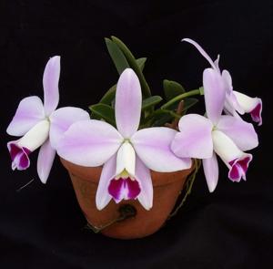 Cattleya pumila