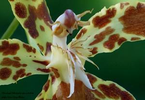 Oncidium cristatum