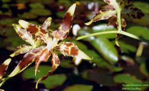 Oncidium cristatum