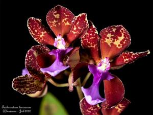 Trichocentrum lanceanum