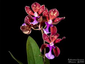 Trichocentrum lanceanum