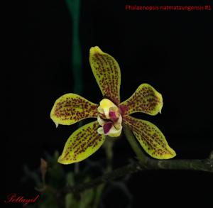 Phalaenopsis natmataungensis