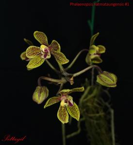 Phalaenopsis natmataungensis