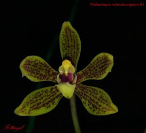 Phalaenopsis natmataungensis