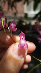 Oncidium strictum