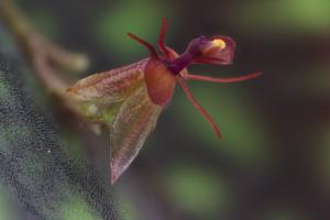 Lepanthes calodictyon