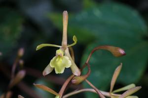 Epidendrum conopseum