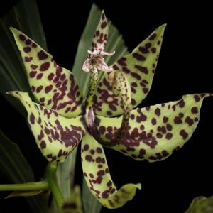 Cycnoches pentadactylon