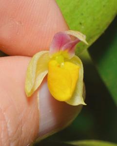 Bulbophyllum saccoglossum