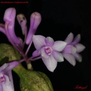 Dendrobium rindjaniense