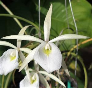 Brassavola tuberculata