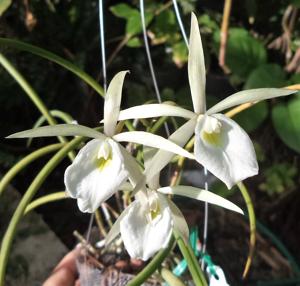 Brassavola perrinii