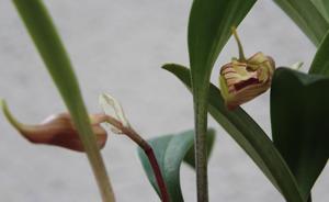 Masdevallia torta