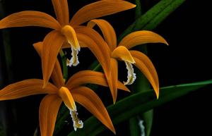 Cattleya harpophylla