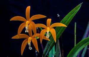 Cattleya harpophylla