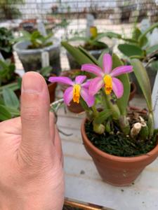 Cattleya longipes