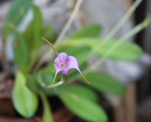 Masdevallia hymenantha