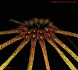 Bulbophyllum makoyanum